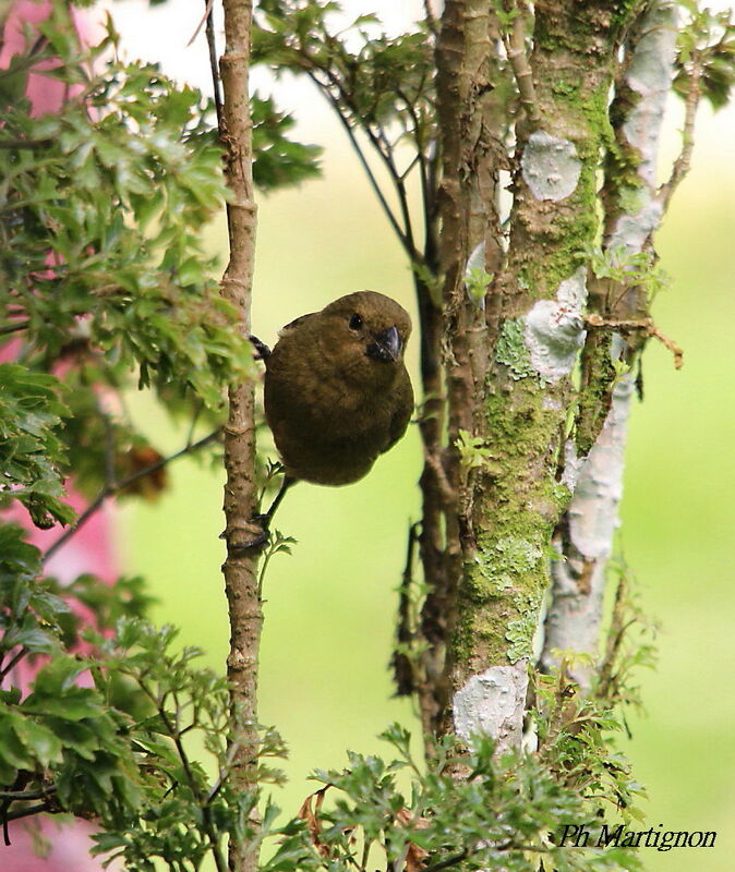 Sporophile variable femelle