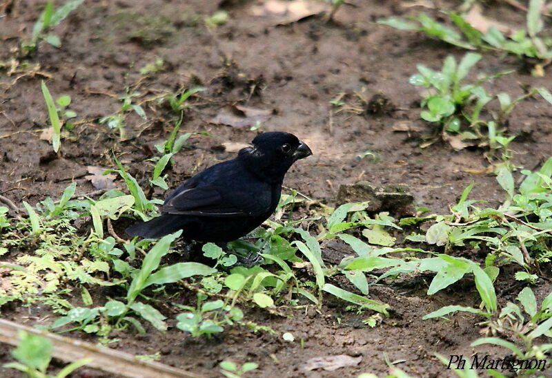 Variable Seedeater male