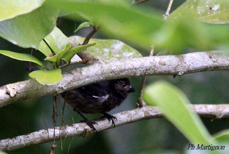 Variable Seedeater male