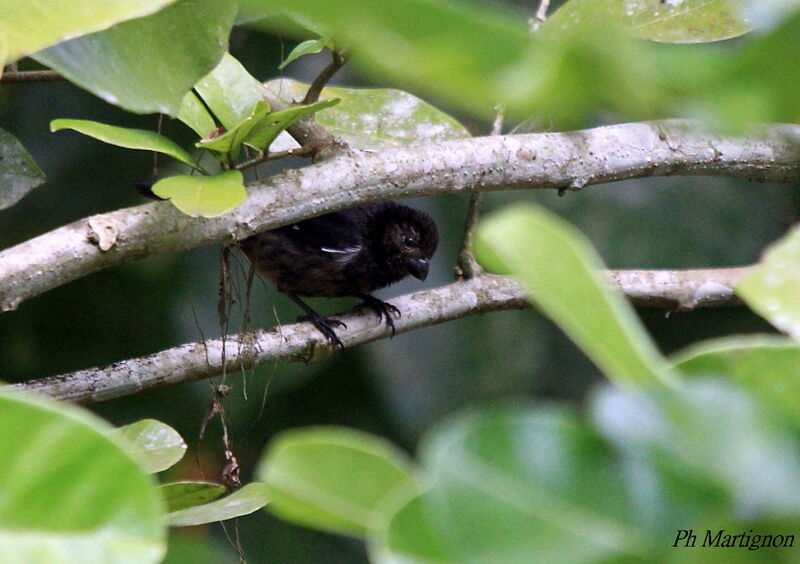 Variable Seedeater