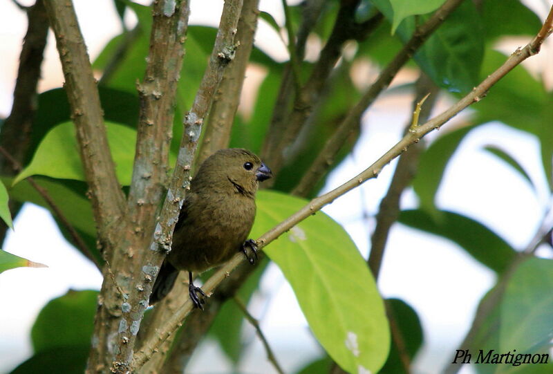 Variable Seedeater female