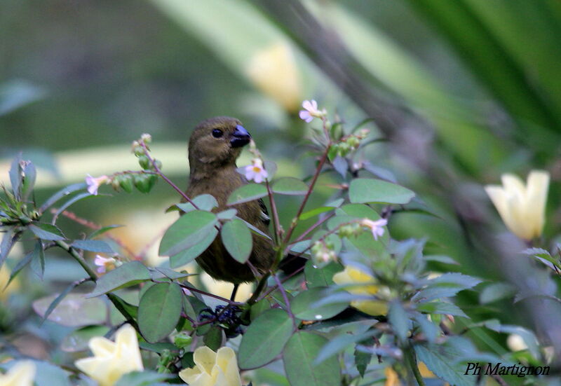 Variable Seedeater female