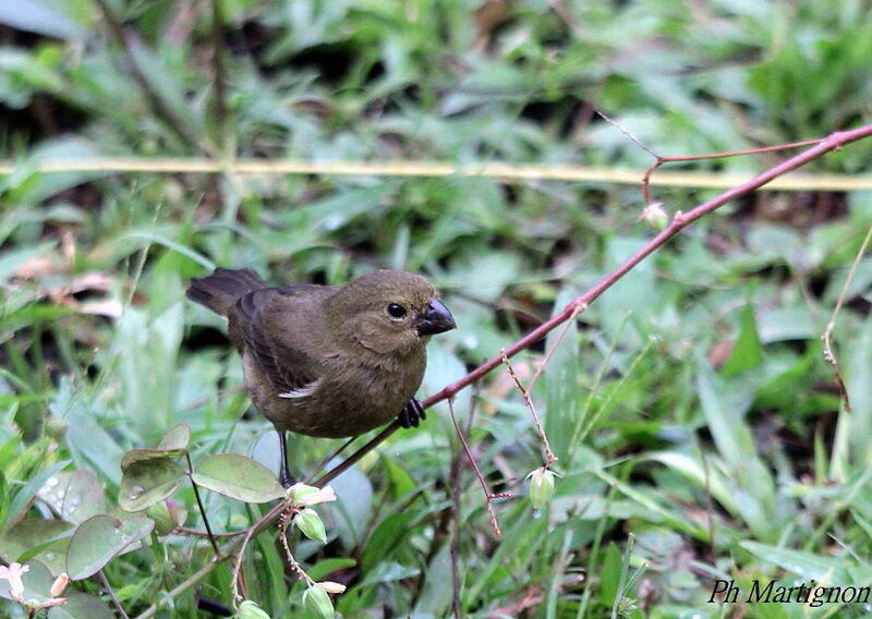 Variable Seedeater female