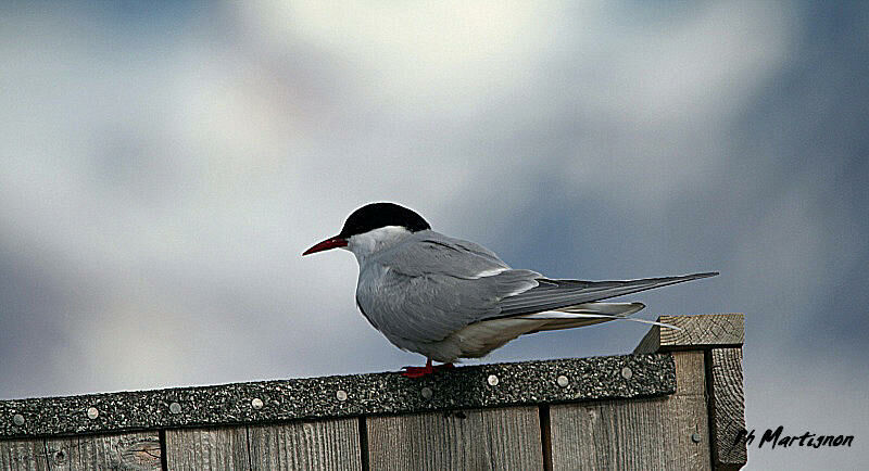 Sterne arctique, identification