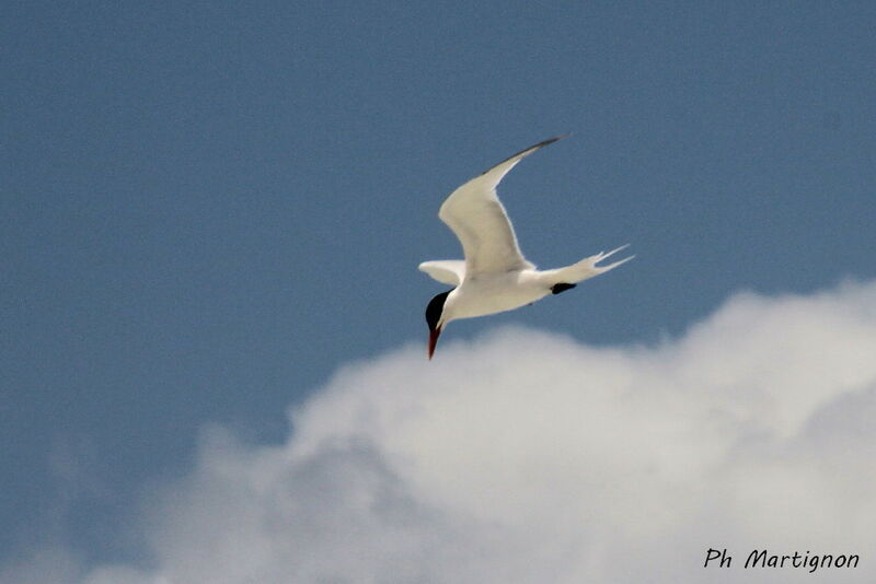 Caspian Tern, identification