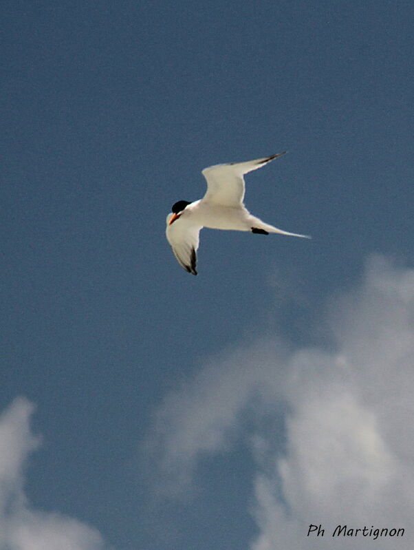 Sterne caspienne, identification