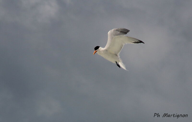 Caspian Tern, identification