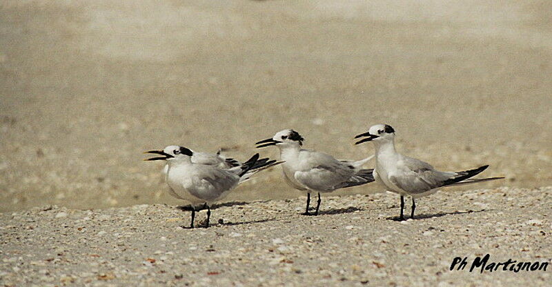 Cabot's Tern, identification