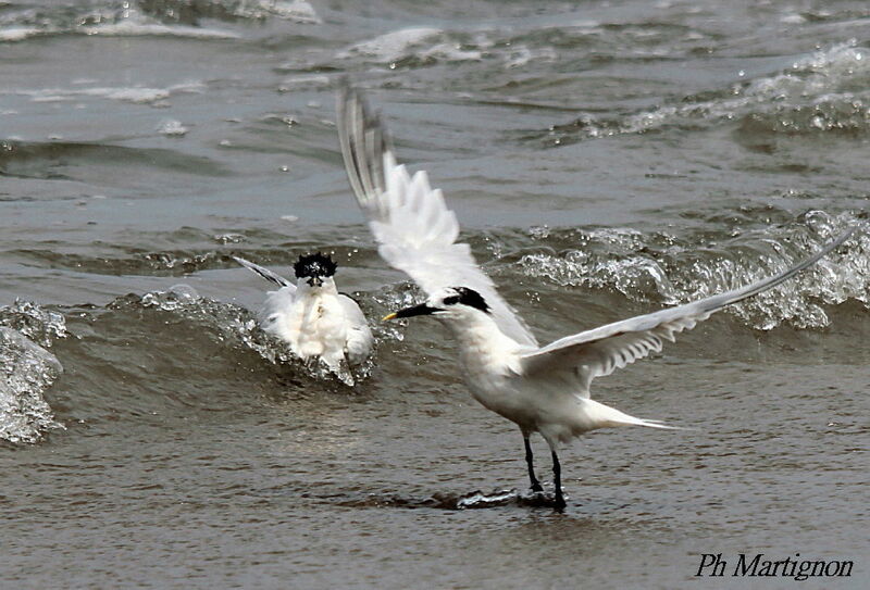 Cabot's Tern, identification