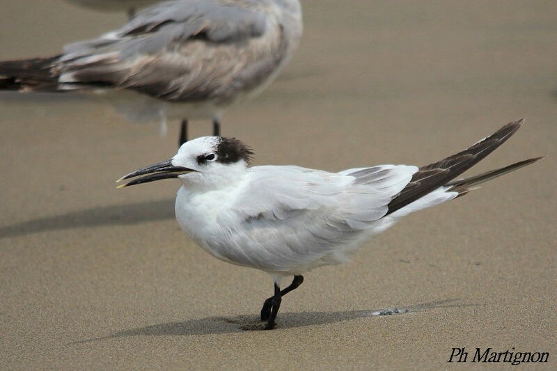 Cabot's Tern, identification