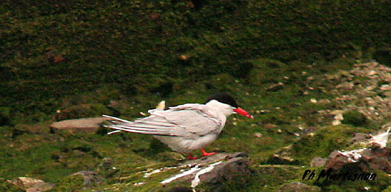 South American Tern