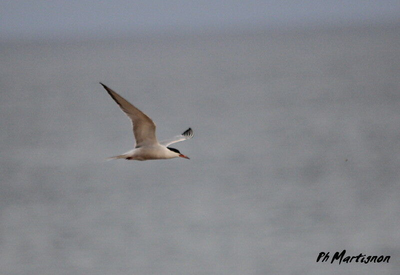 Common Tern