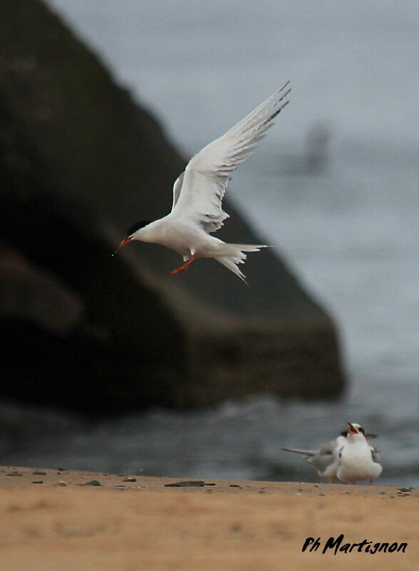 Common Tern