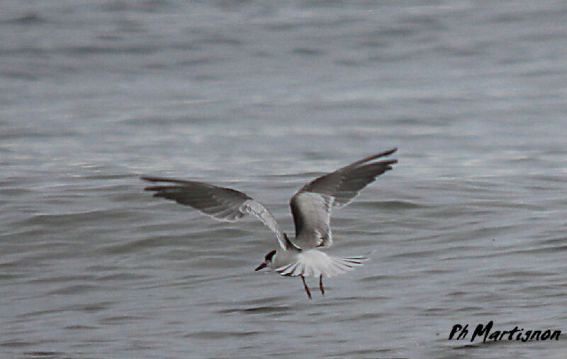 Common Tern