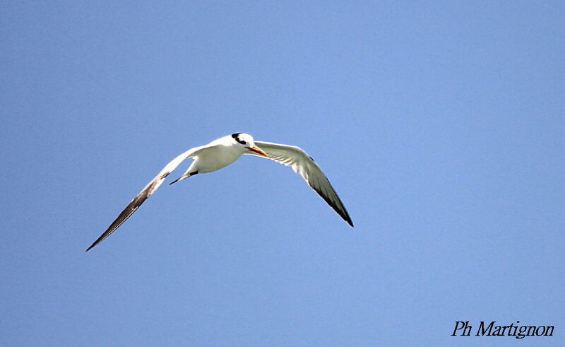 Royal Tern, Flight