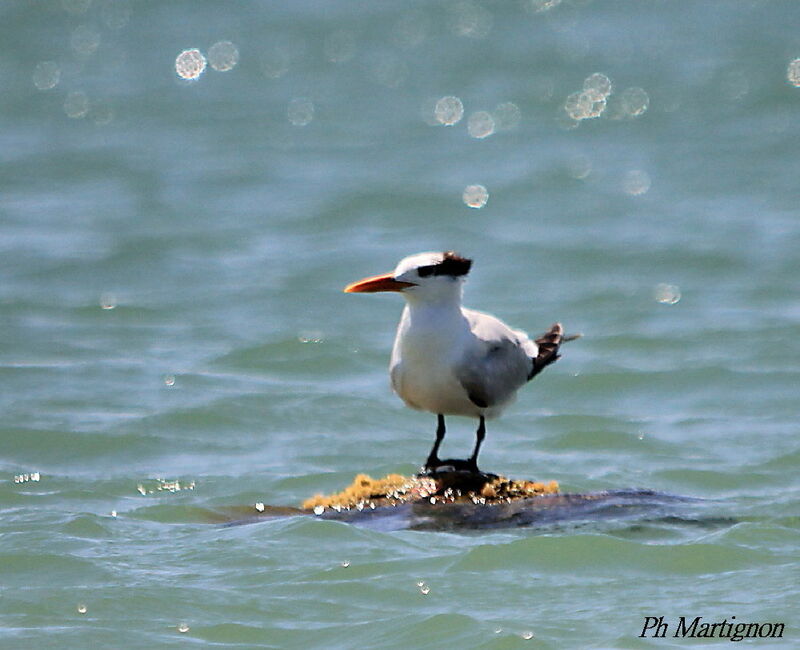 Royal Tern, identification