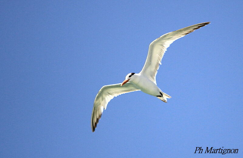 Royal Tern, Flight