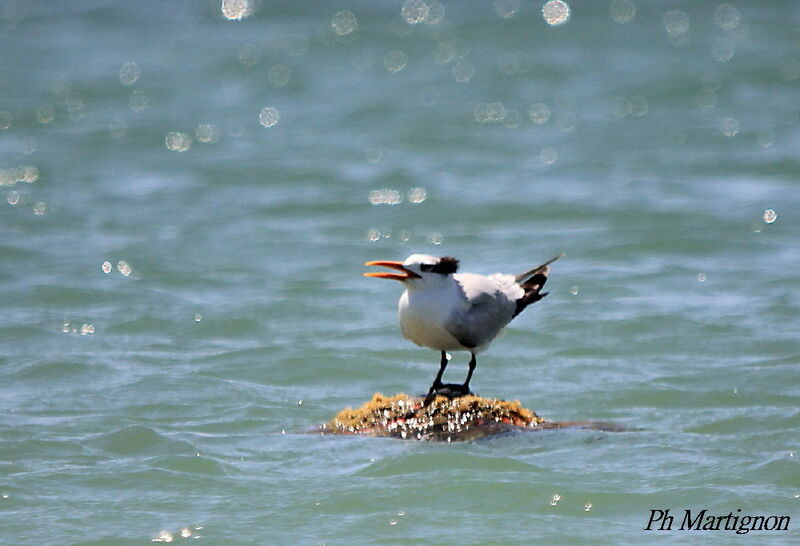 Royal Tern