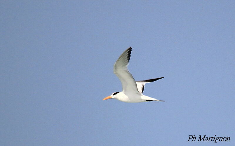 Royal Tern, Flight