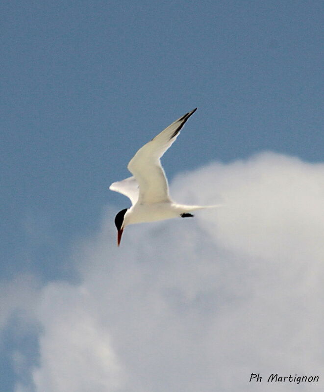 Royal Tern, identification