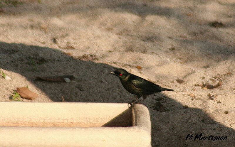 Asian Glossy Starling, identification