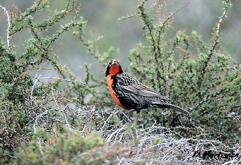 Long-tailed Meadowlark male