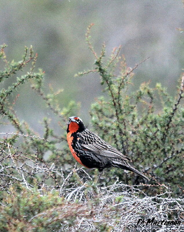 Long-tailed Meadowlark male