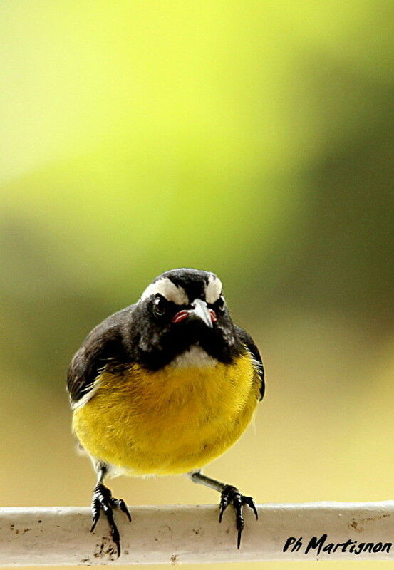 Bananaquit