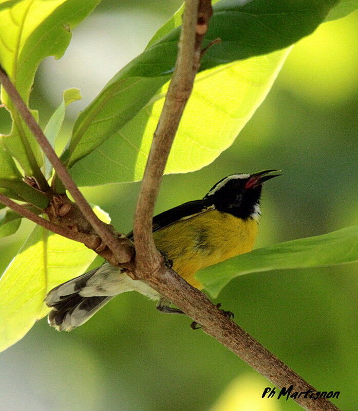 Bananaquit