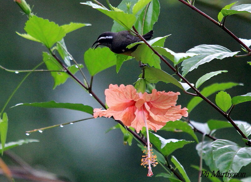 Bananaquit