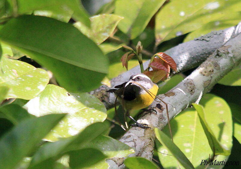 Bananaquit