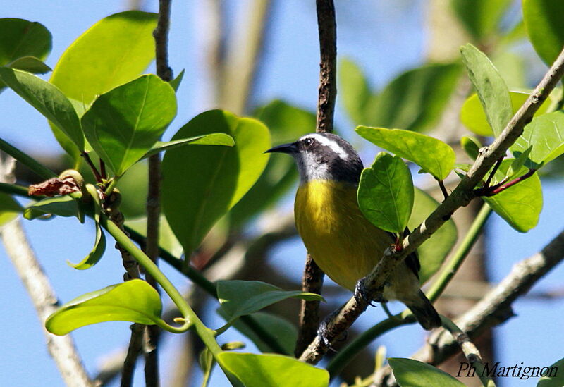 Bananaquit