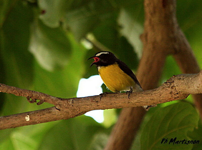 Bananaquit