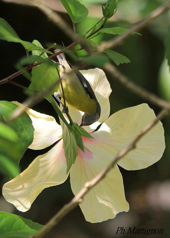 Bananaquit