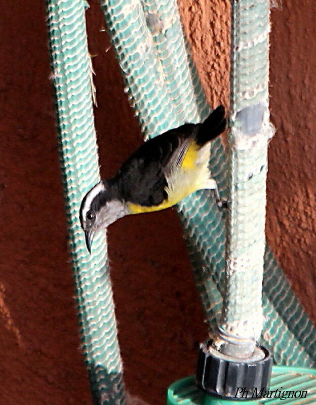 Bananaquit, identification