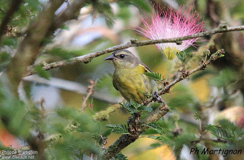 Sucrier à ventre jaunejuvénile, identification