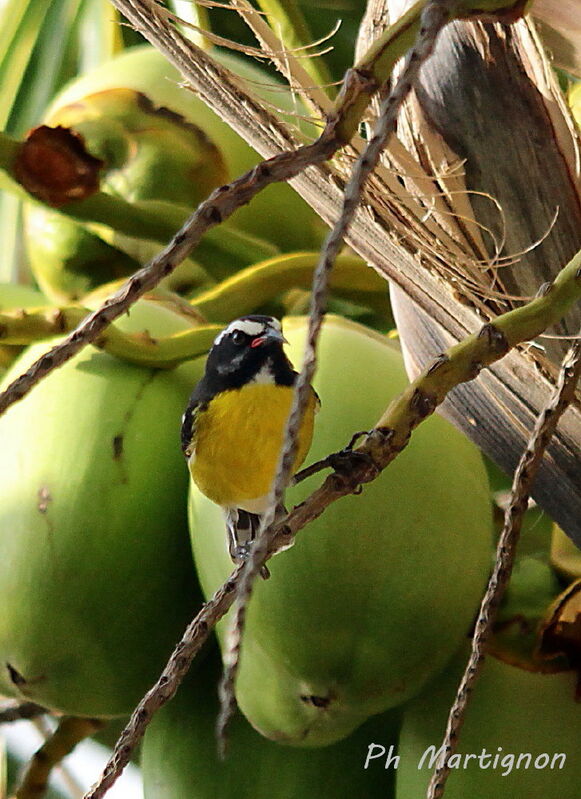 Sucrier à ventre jaune, identification