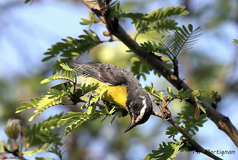 Bananaquit, identification