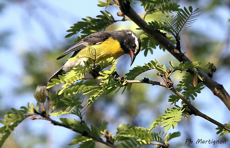 Bananaquit, identification