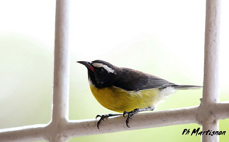 Bananaquit