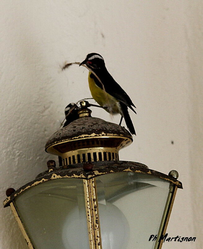 Sucrier à ventre jaune