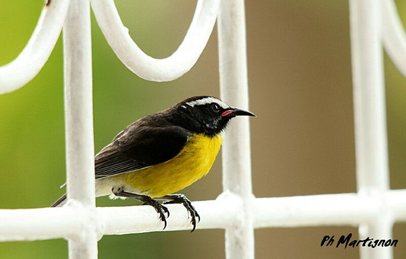 Bananaquit