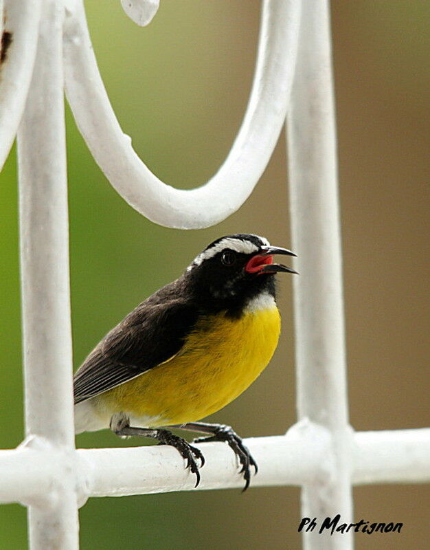 Sucrier à ventre jaune