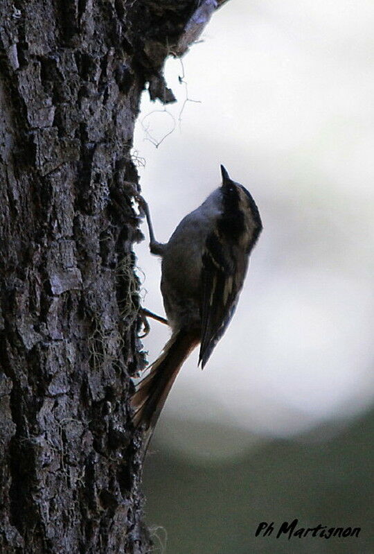 Thorn-tailed Rayadito