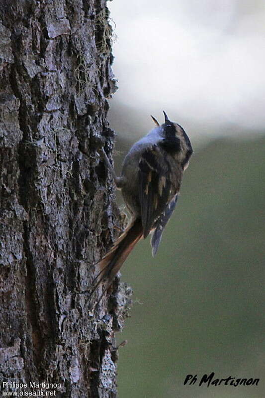 Thorn-tailed Rayaditoadult, habitat, song