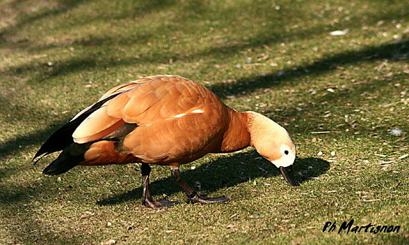 Ruddy Shelduck