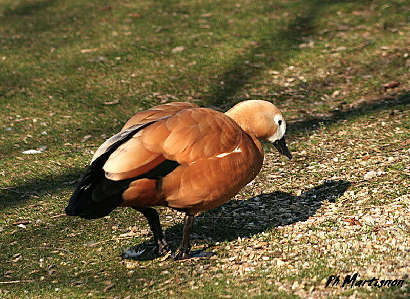 Ruddy Shelduck