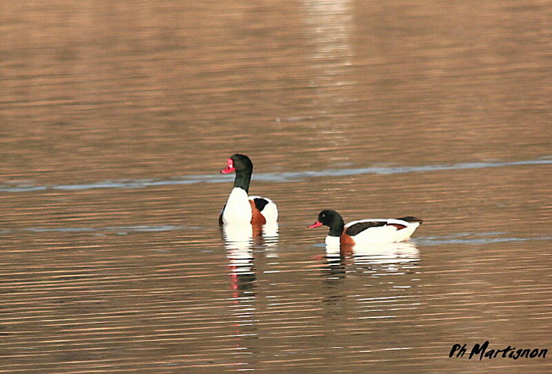 Tadorne de Belon , identification