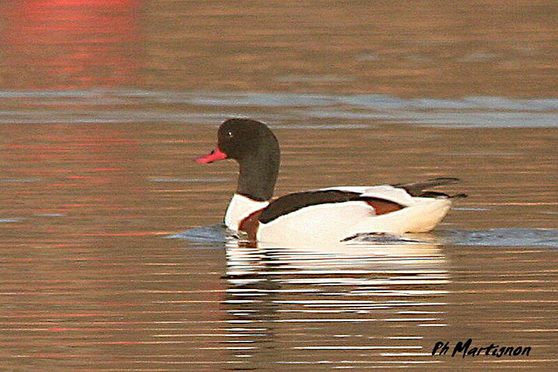 Tadorne de Belon femelle, identification