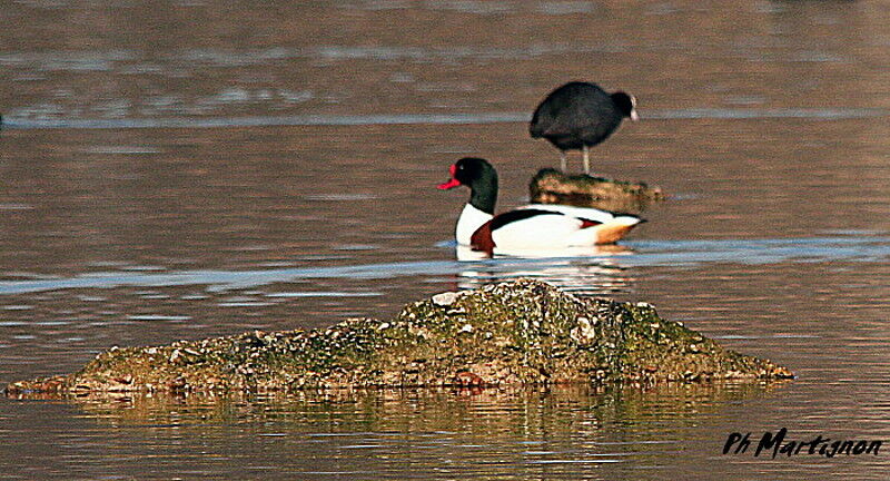 Common Shelduck male, identification